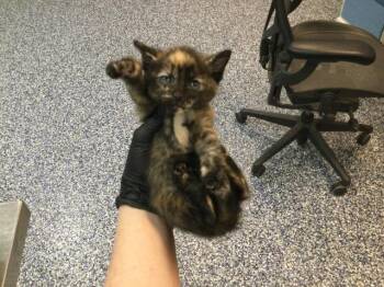 Domestic Short Hair Cats Available for Adoption in Thousand Palms, California - A1919539 | PetCurious