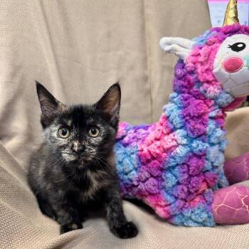 Domestic Short Hair Cats Available for Adoption in Columbus, North Carolina - Patches | PetCurious