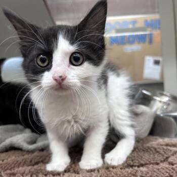 Flounder -  Domestic Short Hair Cat for Adoption in Cheyenne, Wyoming - Flounder | PetCurious