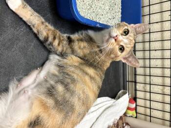 Rescue Domestic Short Hair Cats for Adoption in Wantagh, New York - Precious | PetCurious