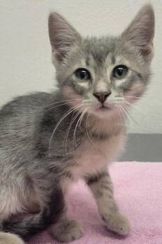 Kathleen -  Domestic Short Hair Cat for Adoption in Eugene, Oregon - Kathleen | PetCurious
