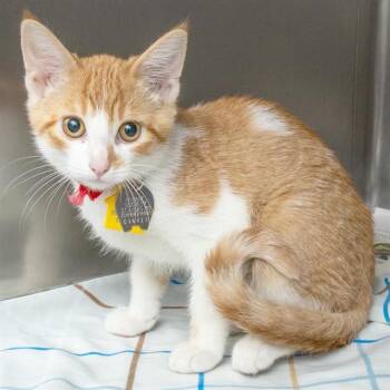 CURLY -  Domestic Short Hair Cat for Adoption in St. Louis, Missouri - CURLY | PetCurious