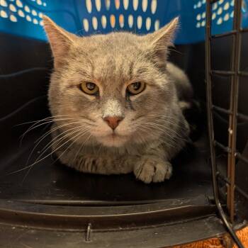Inchworm -  Domestic Short Hair Cat for Adoption in New Castle, Delaware - Inchworm | PetCurious