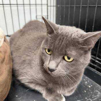 Stormy -  Domestic Short Hair Cat for Adoption in Estes Park, Colorado - Stormy | PetCurious