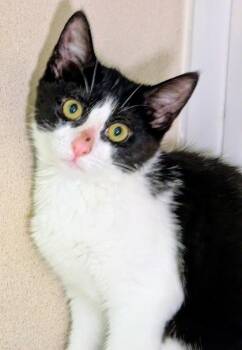 Eleven -  Domestic Short Hair Cat for Adoption in Bellevue, Washington - Eleven | PetCurious