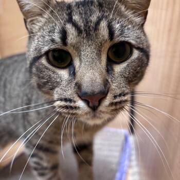 Hart -  Domestic Short Hair Cat for Adoption in Norwalk, Connecticut - Hart | PetCurious