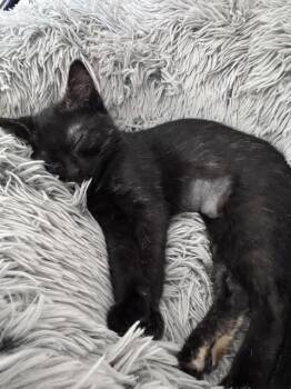 Minerva -  Domestic Short Hair Cat for Adoption in Newport, Kentucky - Minerva | PetCurious