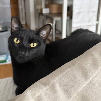 American Shorthair Cats Available for Adoption - Beano Aka Timothy Cahhill | PetCurious