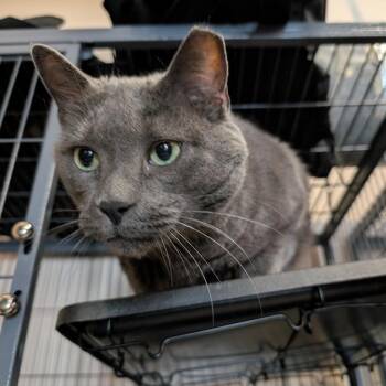 Domestic Short Hair Cats Available for Adoption in Saugerties, New York - Tito | PetCurious