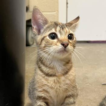 Venti -  Domestic Short Hair Cat for Adoption in York, Pennsylvania - Venti | PetCurious