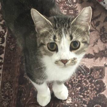 Medusa -  Domestic Short Hair Cat for Adoption in Ontario, New York - Medusa | PetCurious