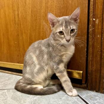 Sydney -  Domestic Short Hair Cat for Adoption in Edinburg, Texas - Sydney | PetCurious