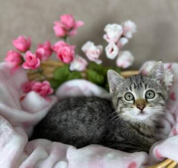 Tadpole -  Domestic Short Hair Cat Available for Adoption in Salinas, California - Tadpole | PetCurious