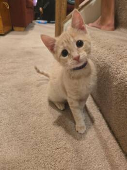 Violet -  Domestic Short Hair Cat for Adoption in Columbia, Maryland - Violet | PetCurious