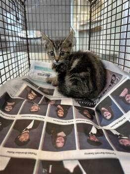 A811605 -  Domestic Short Hair Cat for Adoption in San Antonio, Texas - A811605 | PetCurious