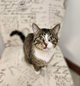 Domestic Short Hair Cats Available for Adoption in Grand Forks, North Dakota - CHARMER | PetCurious