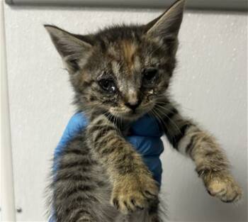 Rescue Domestic Medium Hair Cats for Adoption in San Bernardino, California - CLOVER | PetCurious