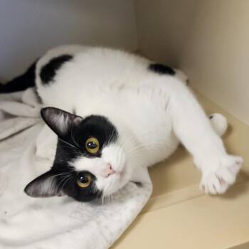 Rescue Domestic Short Hair Cats for Adoption in Cody, Wyoming - Chloe | PetCurious
