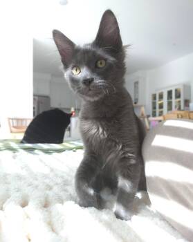 Russian Blue and Domestic Medium Hair Cats Available for Adoption - Kenta | PetCurious