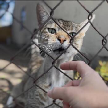 Wyatt -  Domestic Short Hair Cat for Adoption in Los Angeles, California - Wyatt | PetCurious