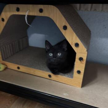 Sebastian -  Domestic Short Hair Cat for Adoption in Richland, Michigan - Sebastian | PetCurious