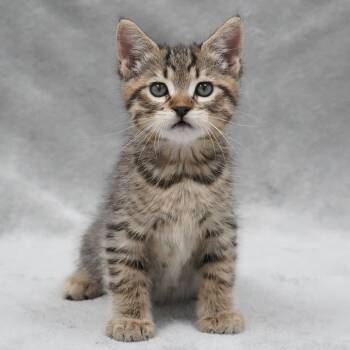 Domestic Medium Hair Cats Available for Adoption in Sunnyvale, California - Pita | PetCurious