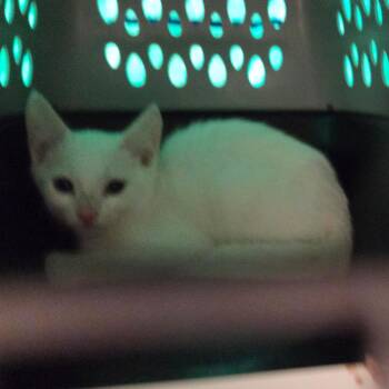Magick -  Domestic Short Hair Cat for Adoption in Chattanooga, Tennessee - Magick | PetCurious