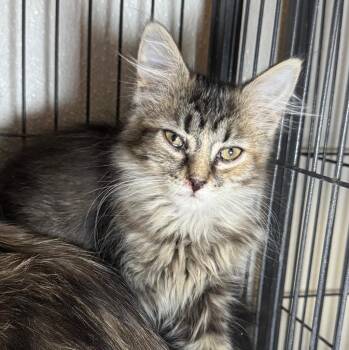 Fizzy -  Domestic Long Hair Cat for Adoption in Saginaw, Michigan - Fizzy | PetCurious