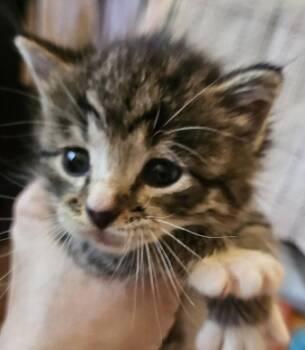 Hero -  Domestic Short Hair and Tabby Cat for Adoption in Poplar Grove, Illinois - Hero | PetCurious