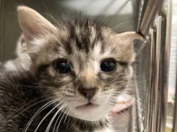 MAXI-PINK COLLAR -  Domestic Short Hair Cat for Adoption in Tustin, California - MAXI-PINK COLLAR | PetCurious