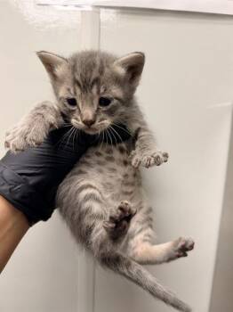 Domestic Short Hair Cats Available for Adoption in Ontario, California - MARS - NEEDS A FOSTER | PetCurious