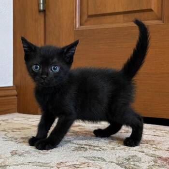 Tortilla Chip -  Bombay and Domestic Short Hair Cat for Adoption in Friendswood, Texas - Tortilla Chip | PetCurious