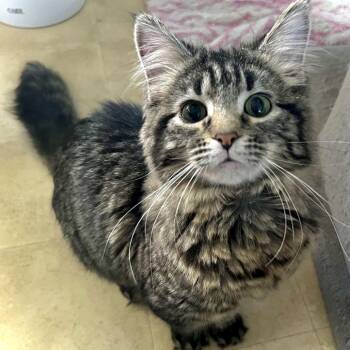 Evelyn -  Domestic Medium Hair Cat for Adoption in Saint Paul, Minnesota - Evelyn | PetCurious