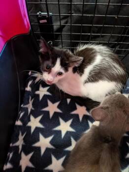 Rescue Domestic Short Hair Cats for Adoption in Sacramento, California - JULIE | PetCurious