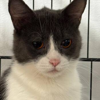 Persephone ARC2026-216 -  Domestic Short Hair Cat for Adoption in Akron, New York - Persephone ARC2026-216 | PetCurious