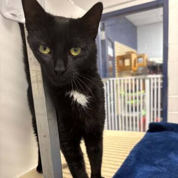 Beach -  Domestic Short Hair Cat for Adoption in Hampton Bays, New York - Beach | PetCurious