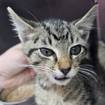 Rescue Domestic Short Hair Cats for Adoption in Corydon, Indiana - Pepper | PetCurious