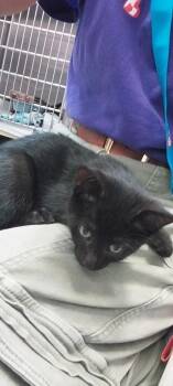 Lemming -  Domestic Short Hair Cat for Adoption in North Miami Beach, Florida - Lemming | PetCurious