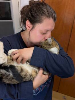 Tabby Cats Available for Adoption in Phoenix, Arizona - Charlie  | PetCurious