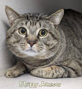 Domestic Short Hair Cats Available for Adoption in Mason, Michigan - Skippy Johnson | PetCurious