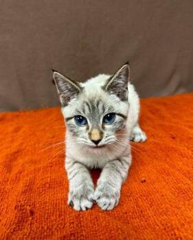Lida Bida Boda Butt -  Siamese and Domestic Short Hair Cat for Adoption in Visalia, California - Lida Bida Boda Butt | PetCurious