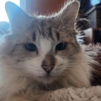 Domestic Long Hair Cats Available for Adoption - Glen Coco | PetCurious