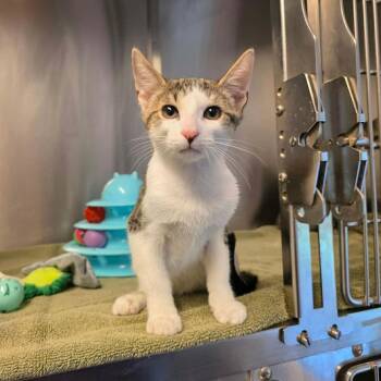 Adrock -  Domestic Short Hair Cat for Adoption in Umatilla, Florida - Adrock | PetCurious