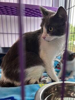 Domestic Short Hair Cats Available for Adoption in Denham Springs, Louisiana - Ginny | PetCurious