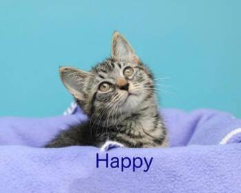 Happy -  Domestic Short Hair Cat for Adoption in Parma, Ohio - Happy | PetCurious