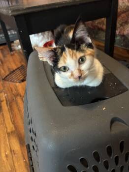 Wanda -  Calico and Domestic Short Hair Cat for Adoption in Howell, Michigan - Wanda | PetCurious