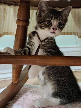 Rescue Domestic Short Hair Cats for Adoption in Taycheedah, Wisconsin - Acorn | PetCurious