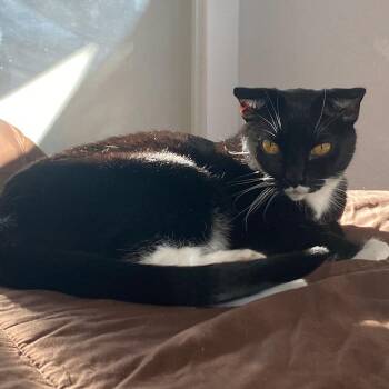 Dua -  Scottish Fold and Domestic Short Hair Cat for Adoption in Yucca Valley, California - Dua | PetCurious