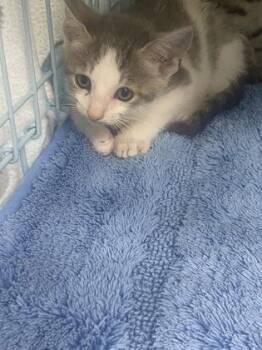 Saul -  Domestic Short Hair Cat for Adoption in Gainesville, Florida - Saul | PetCurious
