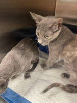 Pebbles -  Domestic Short Hair and Calico Cat for Adoption in Jackson, Louisiana - Pebbles | PetCurious